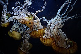 水下,性質(zhì),海