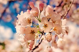 鮮花,植物,水華