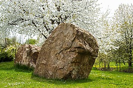 春天,花卉,石