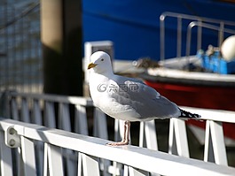 海鷗,鳥,海