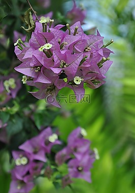 簕杜鹃,花卉,植物