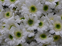 菊花,花,白