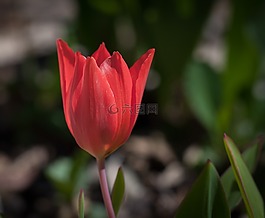 郁金香,花,紅色