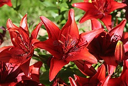 鮮花,莉莉,紅色