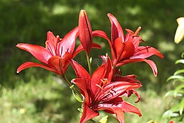 鮮花,莉莉,紅色