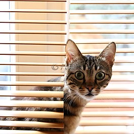 猫咪,温暖,可爱