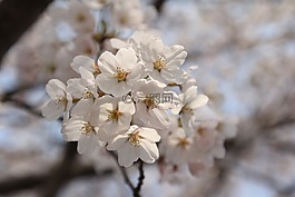 樱桃,春,花