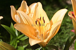 鮮花,莉莉,花卉