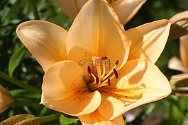 鮮花,莉莉,花卉