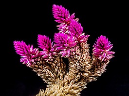 開(kāi)花,花,野花