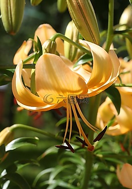 鮮花,莉莉,花卉