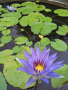 蓮花,植物,素材