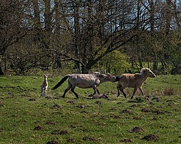 konik,野生的马,马