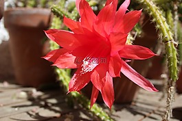 仙人掌,開(kāi)花,仙人掌花