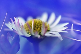 瑪格麗特,花,廠