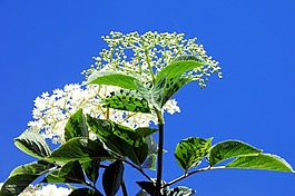 鮮花,灌木,天空