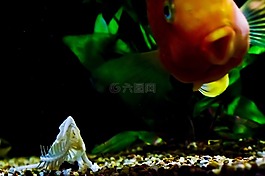 魚缸,魚,橙色
