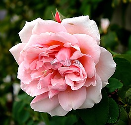 粉色,蜘蛛,鮮花