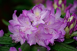 花,杜鵑,花瓣