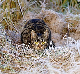 猫,猎人,潜伏