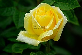 花,粉色,黃色的花