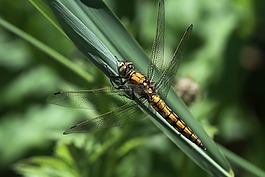 蜻蜓,昆蟲,動(dòng)物