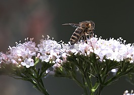 蜜蜂,昆蟲,花