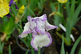 虹膜,花,花瓣