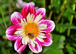嬌琴紗,大麗花花,開(kāi)花