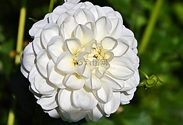 嬌琴紗,大麗花花,花