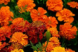 金盞花,鮮花,花束