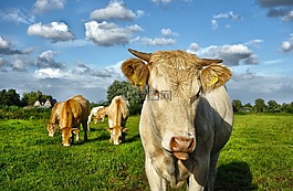 動物,哺乳動物,牛
