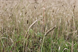 小麥,原野,自然