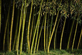 布,群島,植物學(xué)