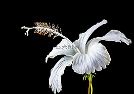 芙蓉,開花,花