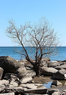 樹,水,湖