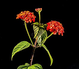 小 wiildblume,野生植物,花