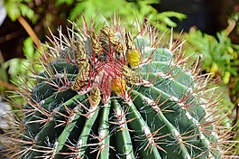 仙人掌,帶動(dòng),綠色