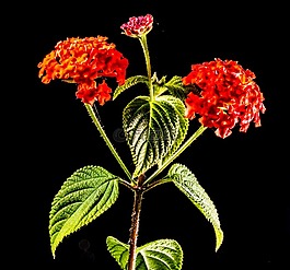 小 wiildblume,野生植物,花