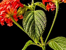 小 wiildblume,野生植物,花