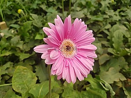 自然,植物區(qū)系,花