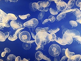 水母,水族馆,schirmqualle