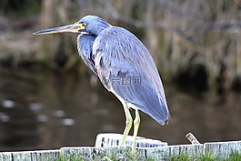tricolored 鷺,野生動物,鳥