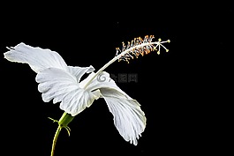 芙蓉,開花,花
