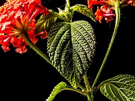 小 wiildblume,野生植物,花