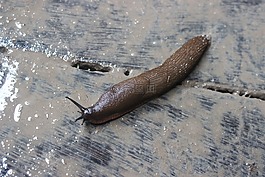 蛞蝓,动物,湿
