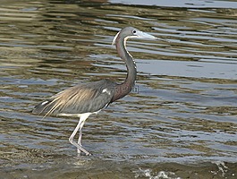 tricolored 鷺,野生動物,鳥