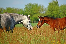 馬,駒,小馬