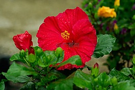 花,芙蓉花,红色