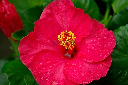 花,芙蓉花,雌蕊